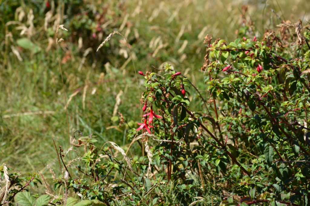 DSC_5035Mittel_.JPG